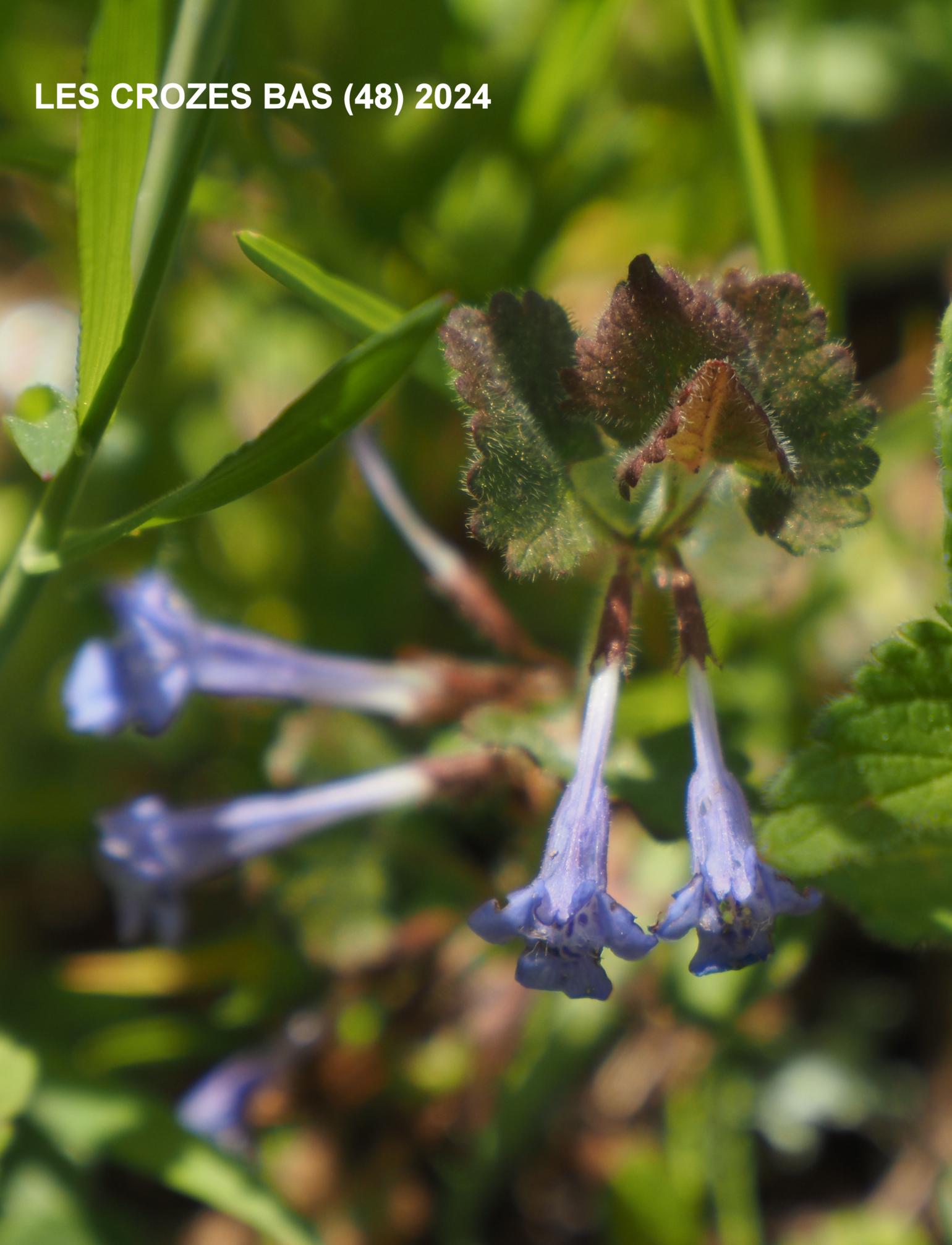 Ground Ivy